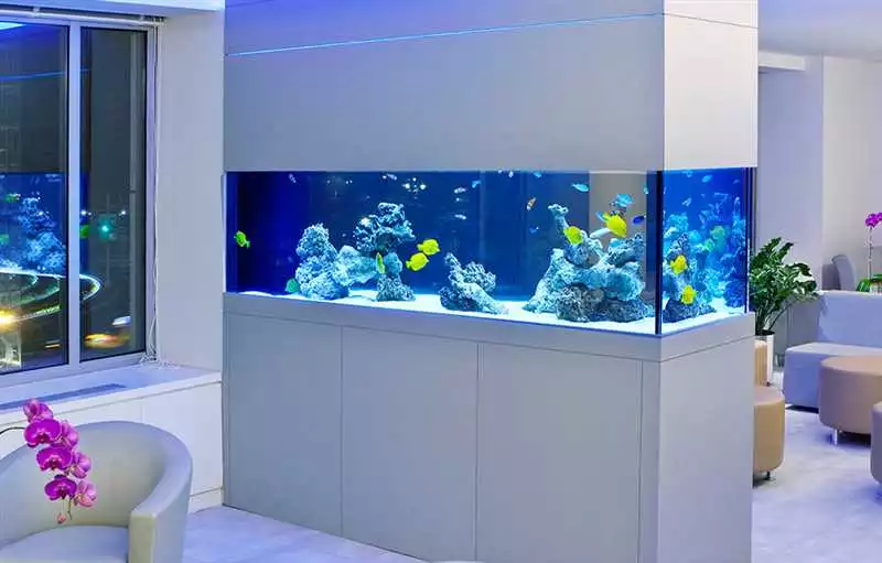 Как выбрать аквариум для квартиры
